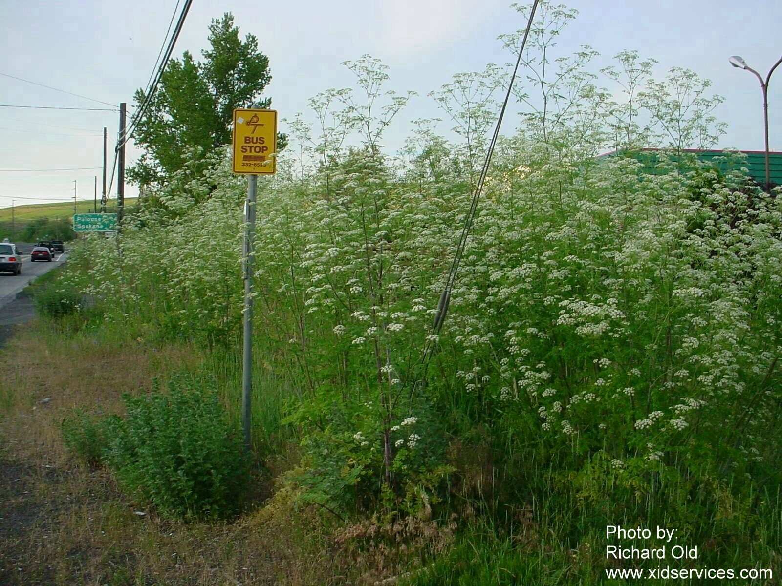Poison Hemlock Plant
