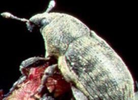 Larinus minutus Adult