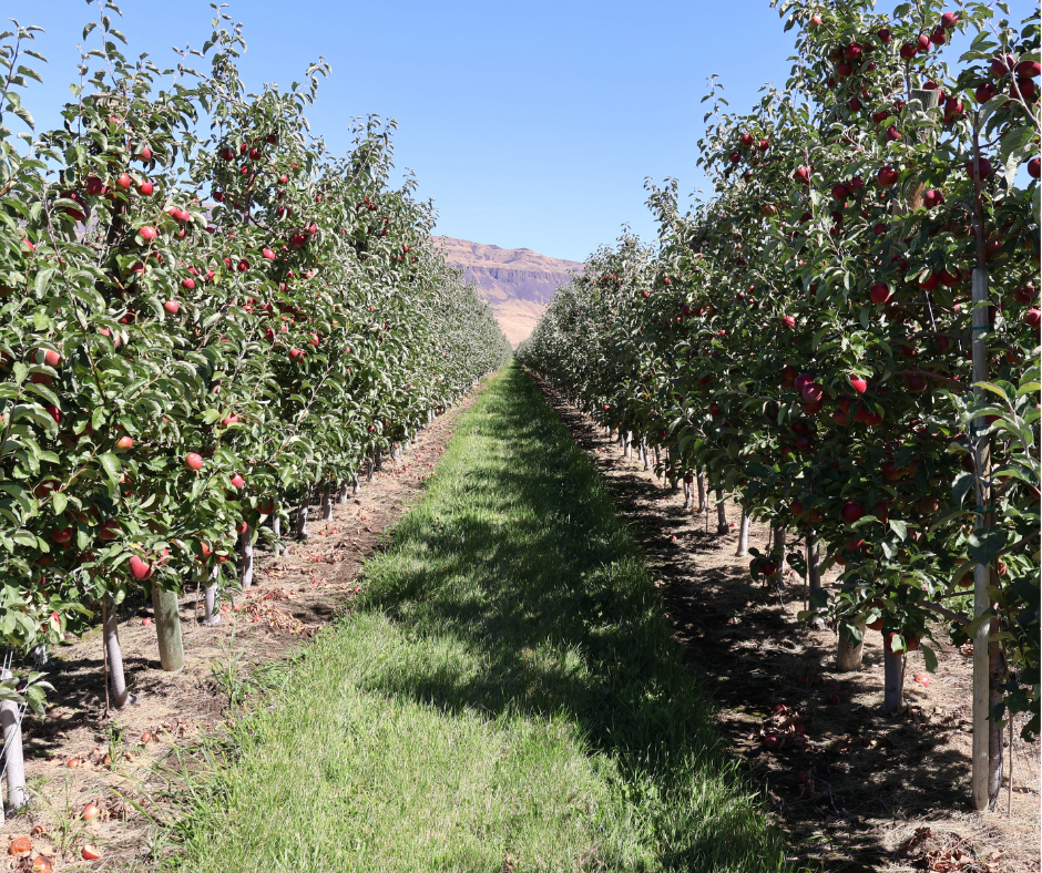 red apple orchard with trees full of apples